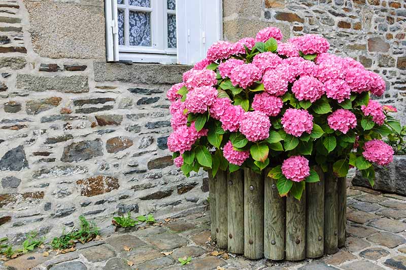 How to Grow Hydrangeas in Containers Gardener’s Path