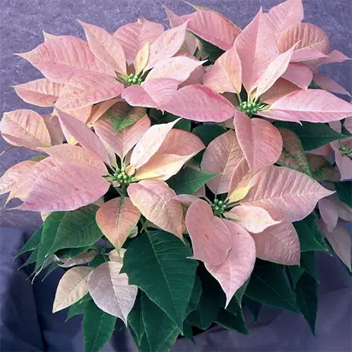 35 of the Best Poinsettia Cultivars Gardener’s Path