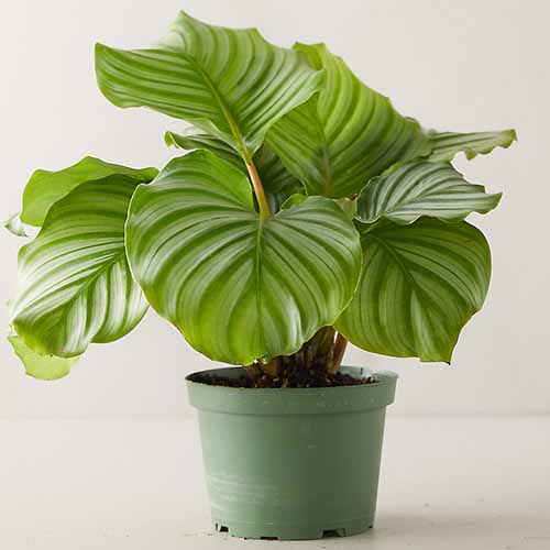 A close up square image of a Goeppertia orbifolia plant growing in a green plastic pot set on a white surface.