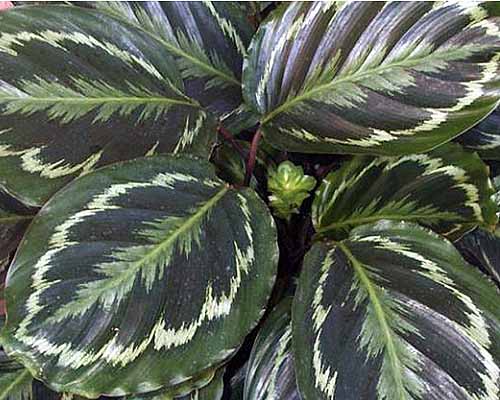 A close up square image of the foliage of Goeppertia veitchiana ‘Medallion’ growing in a container.