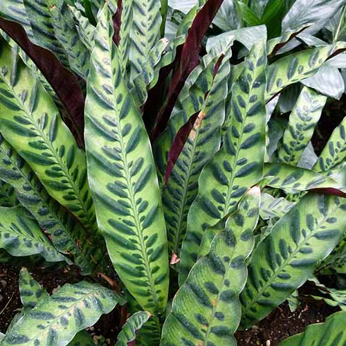 A close up square image of a Goeppertia insignis, rattlesnake plant with variegated foliage.