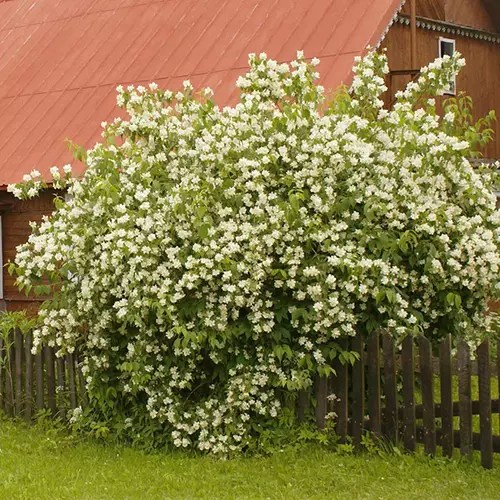 How to Grow and Care for Mock Orange Shrubs Gardener’s Path