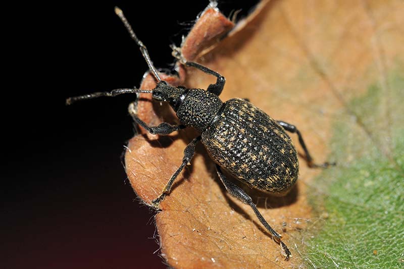 A close up horizontal image of an adult vine weevil munching away on foliage pictured on a dark background.