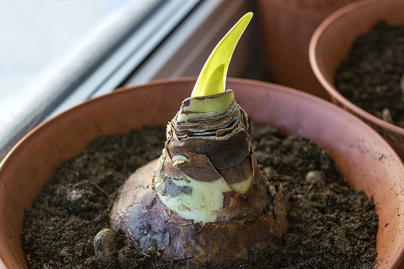 A close up horizontal image of a small sprout appearing from a bulb growing in a container set on a windowsill.