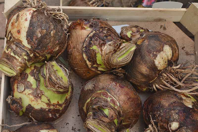 A close up horizontal image of six Hippeastrum bulbs set in a wooden crate.