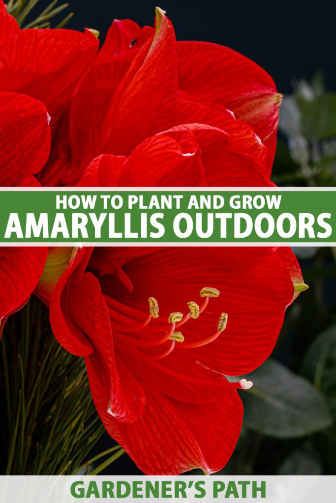 A close up vertical image of bright red amaryllis flowers growing in the garden, pictured on a soft focus background. To the center and bottom of the frame is green and white printed text.