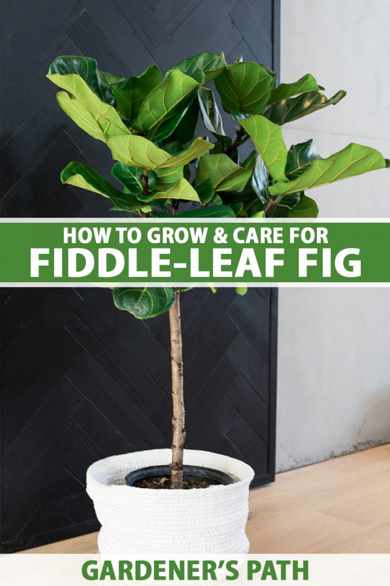 How to Grow and Care for FiddleLeaf Fig (Ficus lyrata)