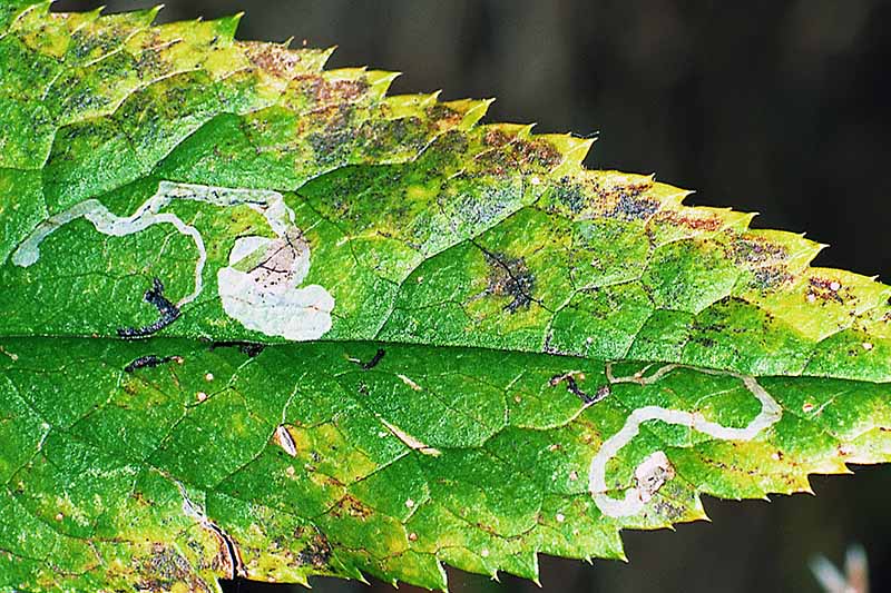 A close up horizontal image of a hellebore leaf showing damage caused by leaf miners.