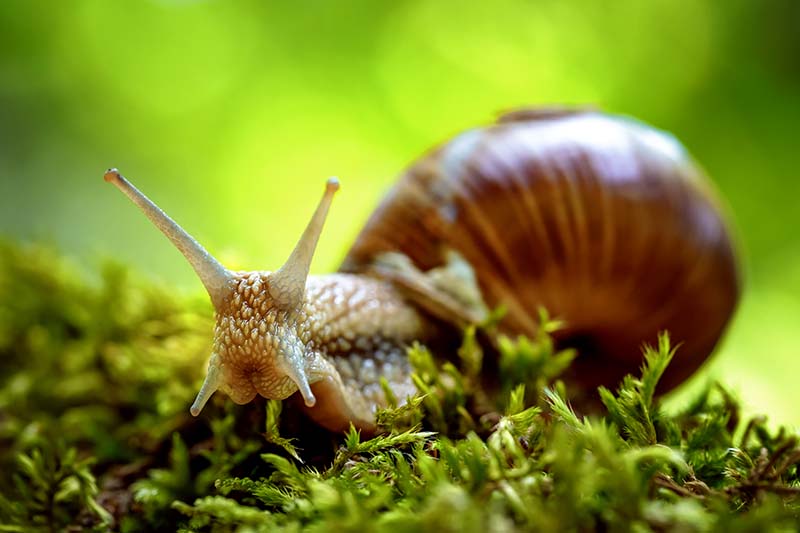 A close up horizontal image of a snail moving slowly across grass pictured on a soft focus green background.