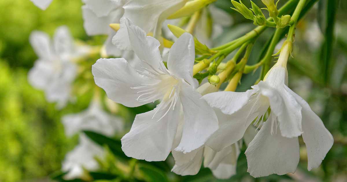 9 of the Best Oleander Varieties Gardener’s Path