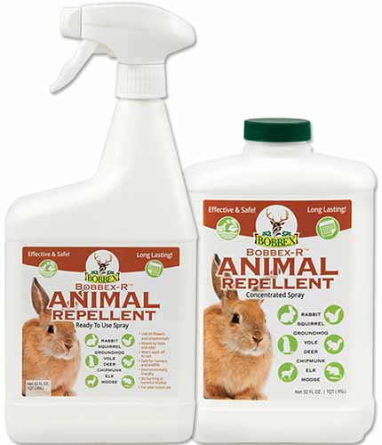 A close up square image of two plastic bottles of Bobbex-R Animal Repellent pictured on a white background.