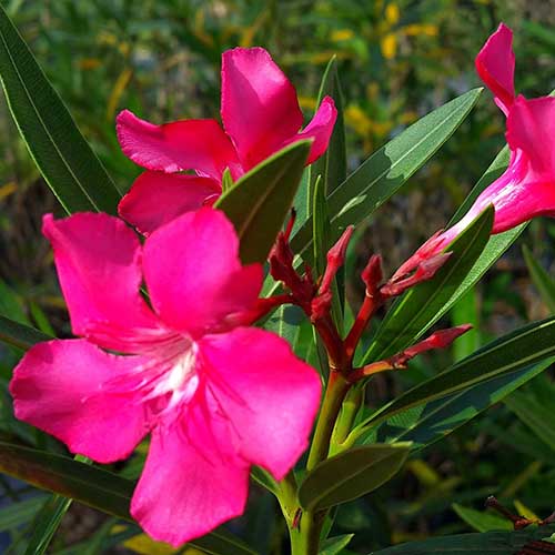 9 of the Best Oleander Varieties Gardener’s Path