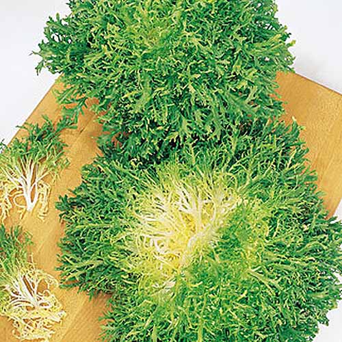 A close up square image of freshly harvested curly endive set on a wooden chopping board.