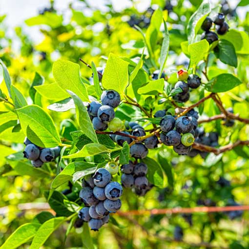 Ripe Alapaha blueberries growing on the bush.