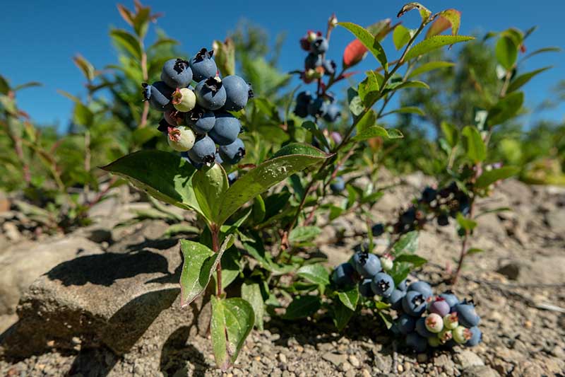 A close up horizontal image of a wild Vaccinium shrub growing in a rocky soil pictured in bright sunshine on a blue sky background.