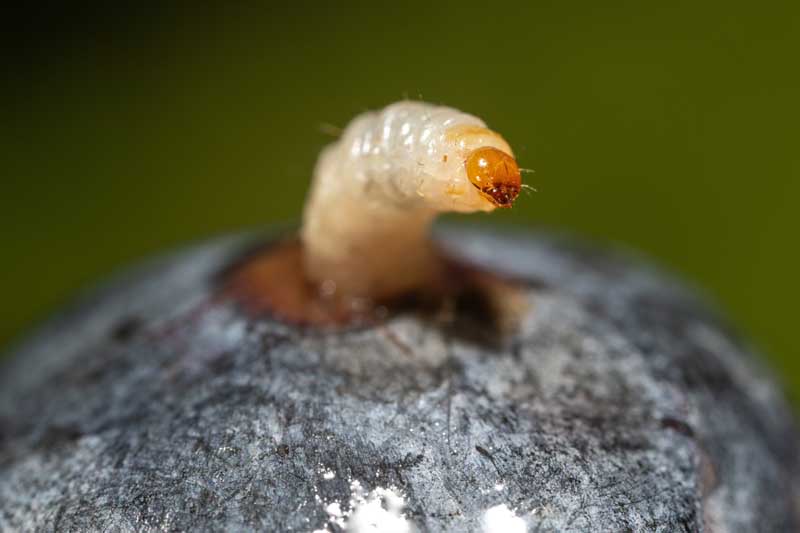 A maggot emerging from a blueberry.