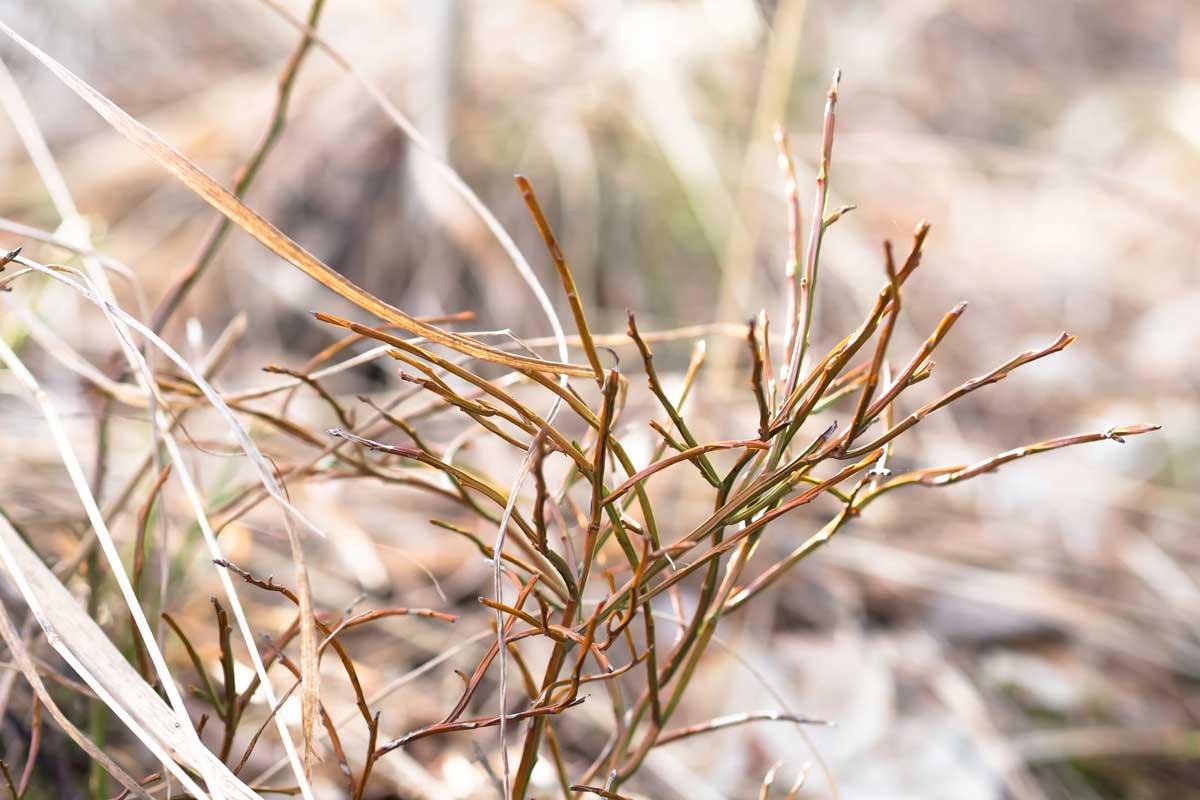 A horizontal image of the new shoots of a blueberry bush in springtime pictured on a soft focus background.
