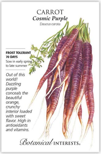 A close up vertical image of a seed packet showing an illustration of &lsquo;Cosmic Purple&rsquo; carrots to the right of the frame with printed text to the top, bottom, and the left.