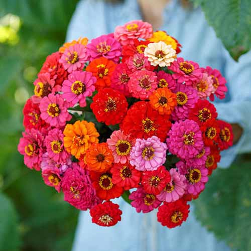 A close up square image of a bunch of colorful cut flowers, Z. elegans dwarf &lsquo;Pepito&rsquo; pictured on a soft focus background,