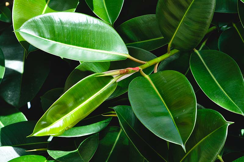 A close up horizontal image of the dark green, waxy foliage of Ficus elastica ‘Robusta.'