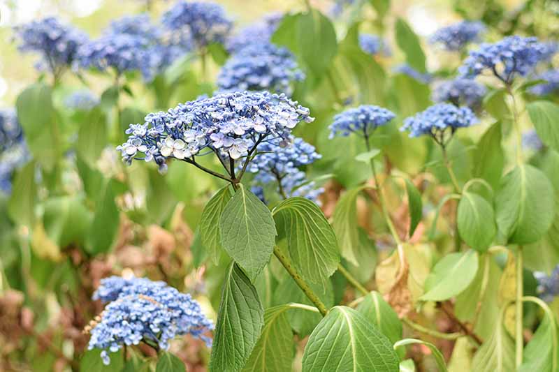 7 Reasons Why Hydrangea May Not Bloom Gardener’s Path
