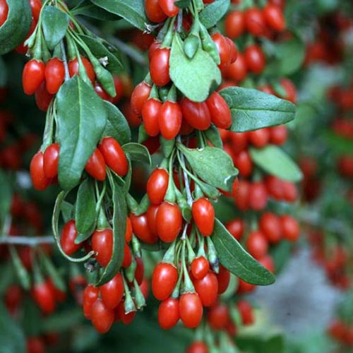 A close up square image of ripe goji berries ready for harvest pictured on a soft focus background.