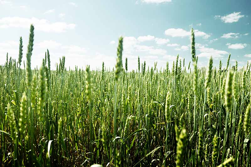 A horizontal image of a garden planted with a cover crop against a blue sky background.