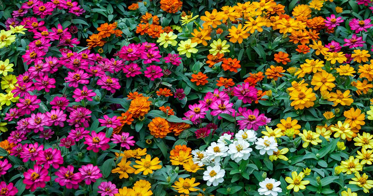 How to Plant and Grow Zinnias Gardener’s Path