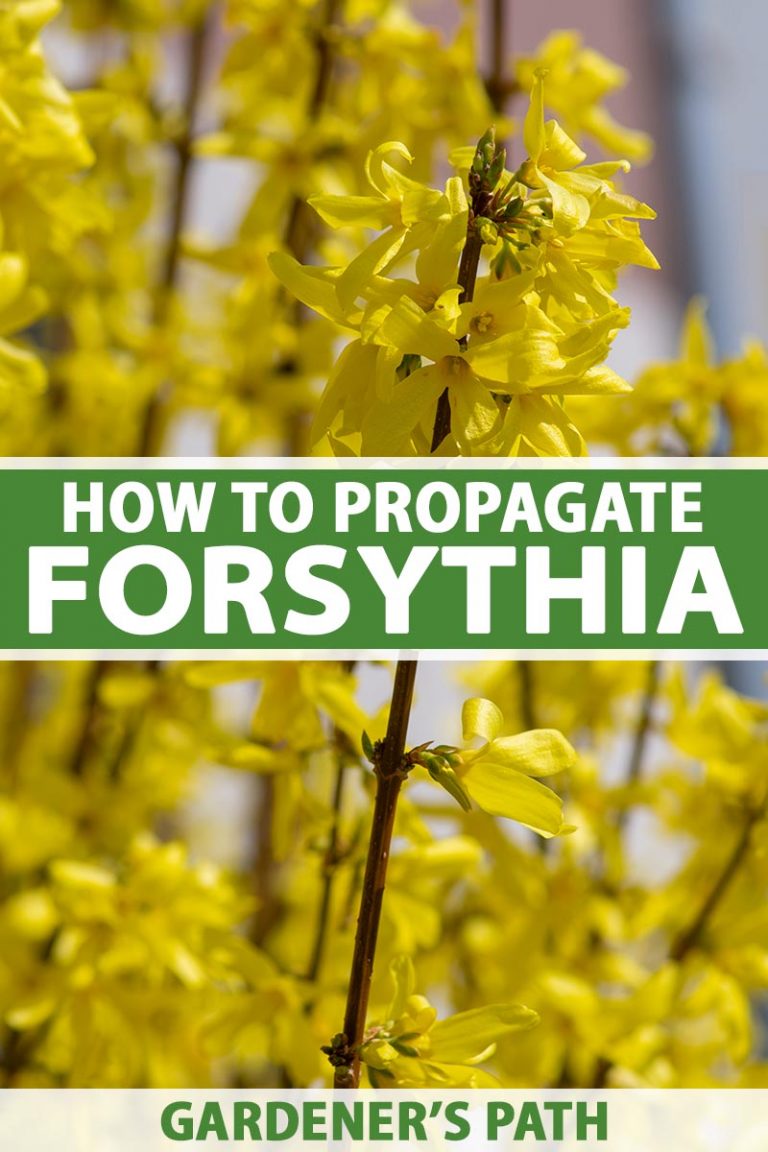 5 Ways to Propagate Forsythia Gardener’s Path