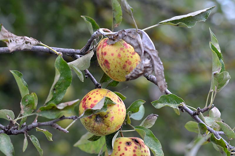 Apple Tree Diseases How To Treat Them AAA Tree Lopping Ipswich