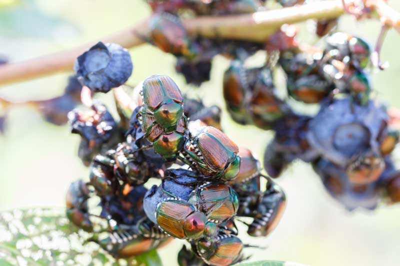 Japanese beetles destroying blueberries  on the bush.