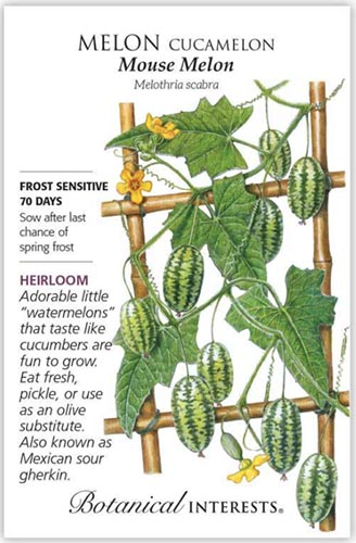 A close up vertical image of a seed packet showing an illustration of mouse melons to the right of the frame with printed text to the top, bottom, and the left.