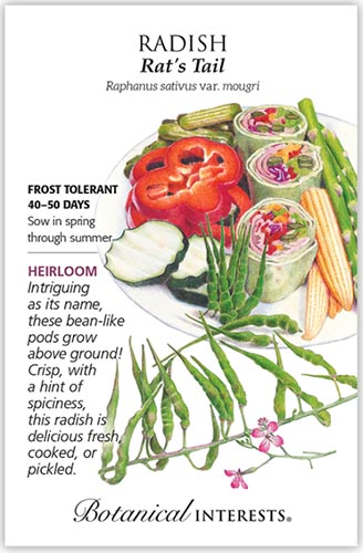 A close up vertical image of a seed packet showing an illustration of &lsquo;Rat&rsquo;s Tail&rsquo; radishes and a variety of other vegetables to the right of the frame with printed text to the top, bottom, and the left.