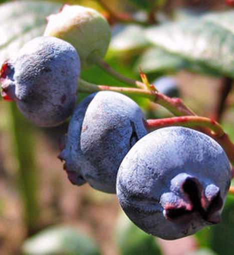 Close up of three Rubel blueberries growing on the bush.