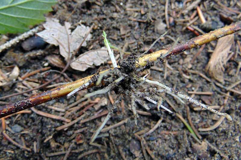 A close up horizontal image of the branch of a shrub demonstrating roots growing out of the leaf nodes after propagation by tip layering.