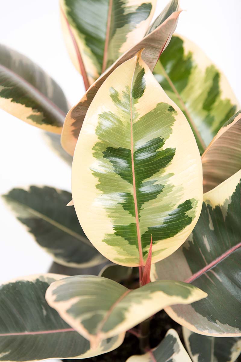 A close up vertical image of the foliage of a variegated Ficus elastica ‘Doescheri’ picutred on a white background.