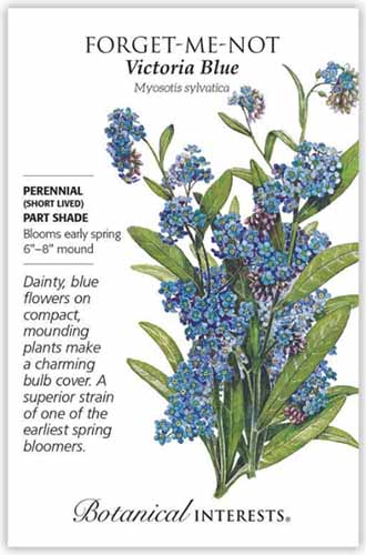 A close up vertical image of a seed packet with text to the left of the frame and an illustration of &lsquo;Blue Victoria&rsquo; forget-me-nots to the right.