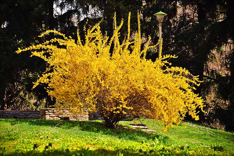 √100以上 forsythia suspensa sieboldii 194873Forsythia suspensa var