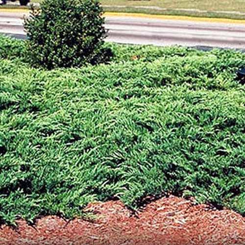 Transplanting Juniper Ground Cover ground cover and shrubs