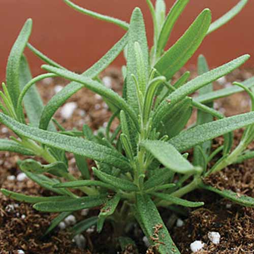 A close up square image of Salvia rosmarinus &lsquo;Barbecue&rsquo; growing in a small container