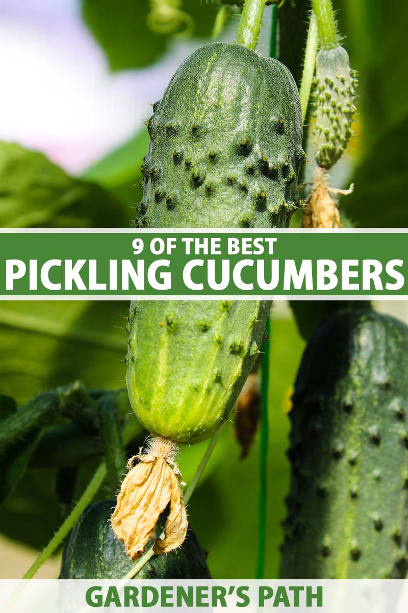 9 of the Best Pickling Cucumbers Gardener’s Path