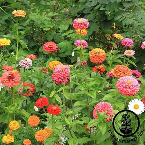 15 of the Best Zinnia Varieties Gardener’s Path