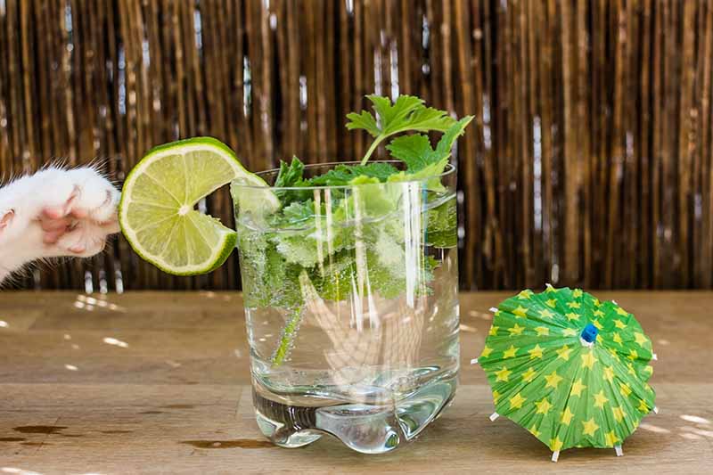 A close up horizontal image of a glass with a cocktail garnished with a slice of lime and scented geranium leaves, set on a wooden surface with a small cocktail umbrella to the right of the frame and a cat’s paw to the left.