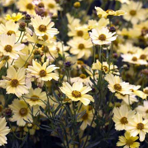 A close up square image of ‘Creme Brulee’ light yellow flowers growing in the garden.