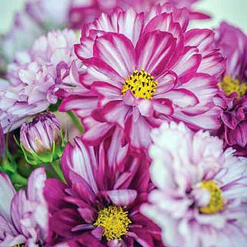 A close up square image of pink and white &lsquo;Double Click&rsquo; flowers pictured on a soft focus background.