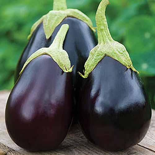 A close up square image of Solanum melongena &lsquo;Early Midnight&rsquo; fruits set on a wooden surface.