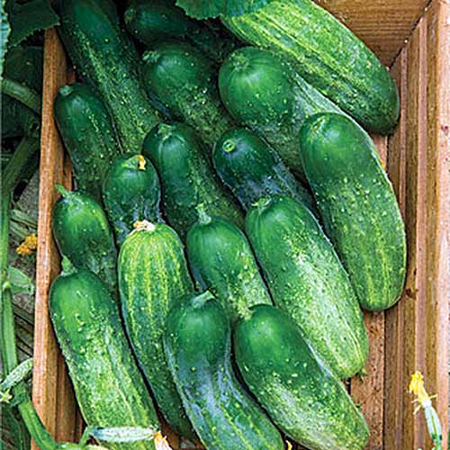 A close up square image of a wooden box filled with &lsquo;Fresh Pickles&rsquo; cucumbers.