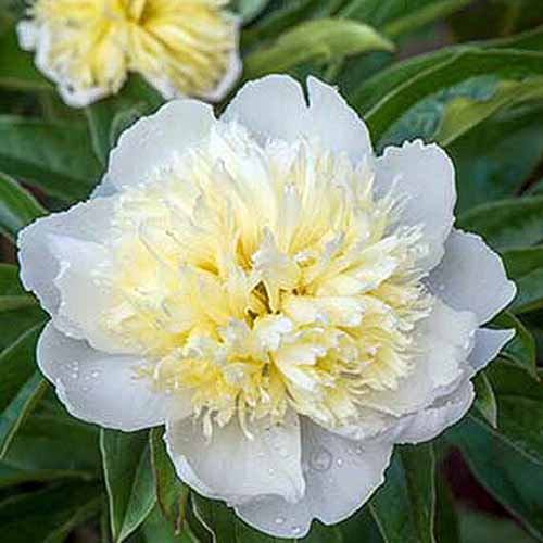A close up square image of Paeonia &lsquo;Honey Gold&rsquo; growing in the garden pictured on a soft focus background.