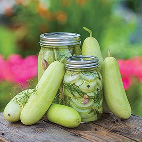 A close up square image of &lsquo;Honey Plus&rsquo; cucumbers on a wooden surface with two jars of pickles pictured on a soft focus background.