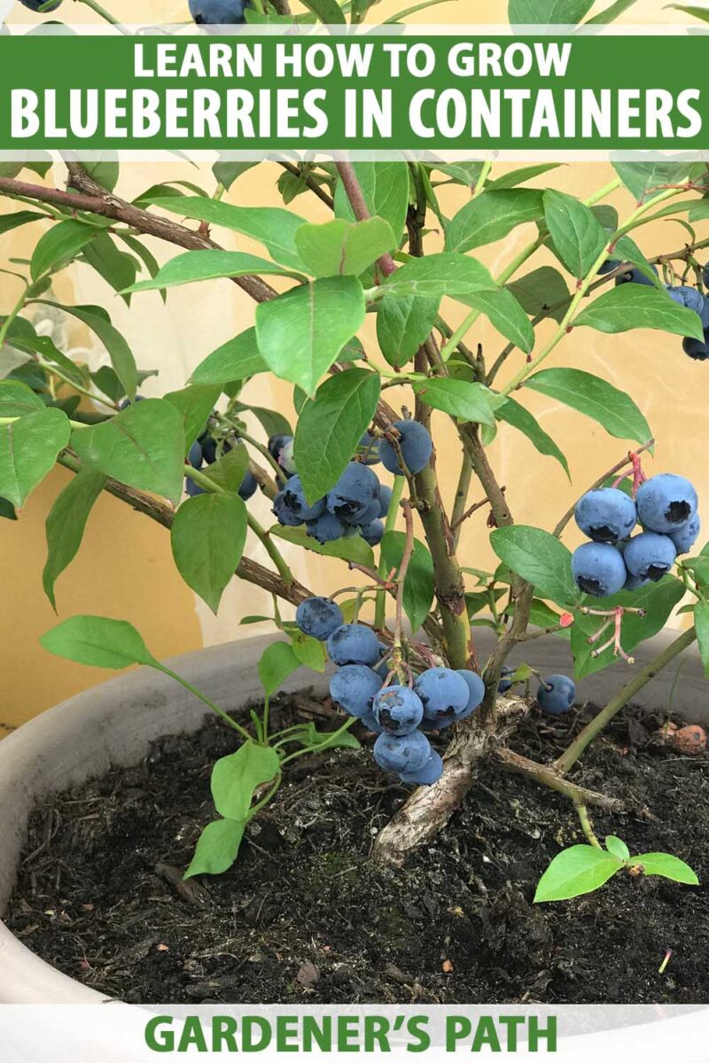 Close up of a blueberry bush growing in a pot with ripe fruits.